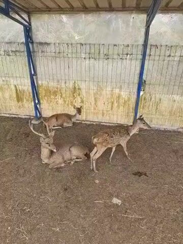 The video shows three deer in an enclosure. One deer is lying down in the foreground with large antlers. Another deer is lying down behind it. A third deer is standing and walking to the right. The enclosure has a metal roof and a wire fence. The ground is covered with dirt and hay.