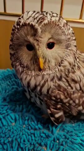 A close-up shot shows a Ural owl perched on a teal-colored textured surface. The owl, with its distinctive markings and large dark eyes, turns its head from right to left, looking down at the surface it's on. Its beak is a bright yellow. In the background, a light-colored wooden structure with horizontal bars is visible, suggesting an indoor enclosure. The lighting is soft, highlighting the owl's fluffy feathers and round face.
