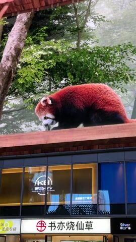 The video shows a large screen displaying a red panda in a forest setting. The panda is walking on a wooden platform, which seems to be part of the screen's display. Below the screen is a building with several storefronts, each with its own sign in Chinese characters. One of the signs is partially obscured by a light fixture. The sky is visible in the background, and there are also trees surrounding the building.