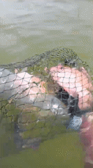 Fishing in murky Indonesian waters, nets pulling up fish and debris