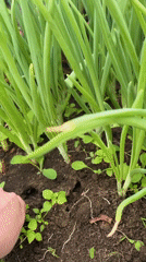 Rural farming activities documented in Ольховка: onion harvest, chickens