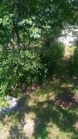 The video captures a sunny outdoor scene, likely a backyard or garden, in Vilne, Ukraine. The setting is lush and green, with mature trees providing shade over a grassy area. In the foreground, a discarded tire has been repurposed as a planter, with small green shoots growing within it.

Further into the scene, a small, light-colored animal, possibly a rabbit or a cat, rests on a concrete object. There are also several large, black tires partially hidden amongst the foliage, suggesting a collection of discarded materials. A wooden fence runs along the background, marking the edge of the property.

The time of day appears to be midday, indicated by the bright sunlight and the strong shadows cast by the trees. The weather is warm and fair. The overall mood is peaceful and serene, with the natural elements of the garden dominating the view. No people are visible in the footage. There is no visible text in the video.