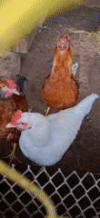 Rural life documented in Vallecito, Venezuela farmyard scenes