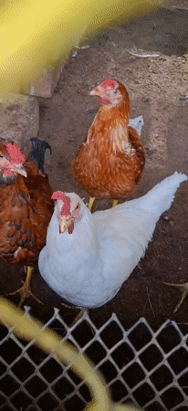 Rural life documented in Vallecito, Venezuela farmyard scenes