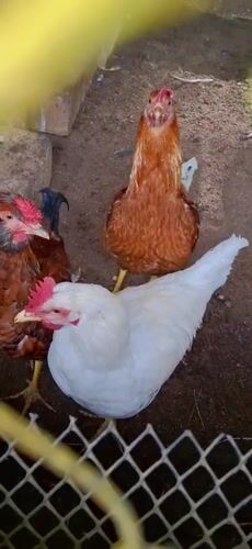 Rural life documented in Vallecito, Venezuela farmyard scenes