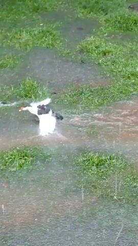 The video shows two ducks in a flooded grassy area during a heavy rain. One duck is initially paddling in the water, while the other is standing on drier grass in the background. The duck in the water briefly flaps its wings and preens. The ground is mostly covered in standing water, with patches of green grass visible. The rain is falling heavily, creating visible streaks in the air and ripples on the water surface.