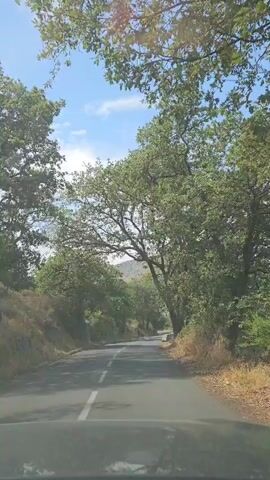 A video shows a view from inside a car driving on a paved road lined with trees. The road is asphalt with a white solid line on the left side and a white broken line in the center. The trees are lush green with thick branches and leaves, creating a canopy over parts of the road. In the distance, mountains are visible under a bright blue sky with scattered white clouds. The camera perspective is from the driver's seat, facing forward as the car moves along the winding road. The overall scene depicts a scenic drive through a wooded, hilly area.
