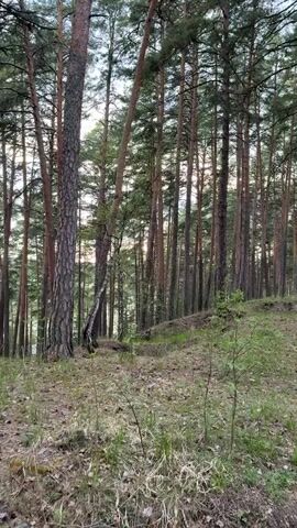 The video shows a dense pine forest with tall, straight trees. A narrow, sandy path winds through the trees. The ground is covered with pine needles and sparse vegetation. A birch tree stands out amongst the pines with its distinctive white bark and black markings. The lighting suggests it is either early morning or late afternoon. There are no people or animals visible in the scene. The camera appears to be stationary.