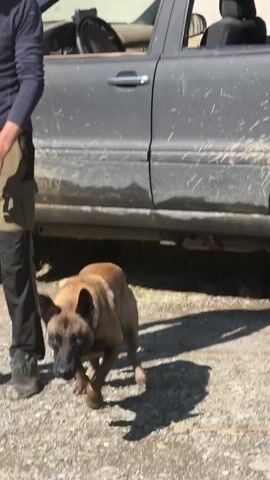 A close-up shot of a dog running from the left side of the frame to the right on a paved surface. The dog is a Belgian Malinois with a tan coat and a black mask. The sun is shining brightly, casting a shadow of the dog on the ground. The paved surface is light gray and has small white flecks.
