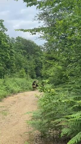 The video shows a dirt path through a forest. Several people are riding horses on the path. The path is lined with green trees and ferns. The sky is cloudy.