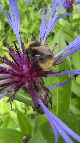 A close-up shot focuses on a bumblebee gathering pollen from a purple flower. The bumblebee is predominantly black and yellow, with visible wings and legs. It is positioned in the center of the flower, its body partially obscured by the vibrant petals. The flower itself features a spiky, deep purple center surrounded by delicate blue petals. The background consists of soft-focus green foliage, suggesting an outdoor, natural setting. The video showcases the bee's diligent work in collecting nectar or pollen, highlighting the intricate details of the insect and the flower.
