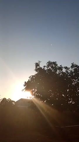 The video shows a slow pan upwards of an outdoor scene. The sky is a clear, pale blue, indicating daytime. In the foreground, there is a large, leafy tree silhouetted against the bright sky and the sun, which is partially visible behind the leaves, casting a glow. The ground is covered in dry leaves and dirt. Further back, there are more trees and vegetation, including what appear to be banana trees. A small, simple building with a pitched roof is visible amongst the trees. The scene suggests a rural or semi-rural environment during daylight hours.