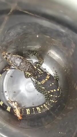 A black and yellow lizard is inside a clear plastic bucket. The lizard is eating a grasshopper. The lizard has a long tail with black and yellow stripes. The bucket is dark and appears to be on a smooth surface.