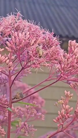 A close-up shot of a bee on a pink flower. The bee is in focus, positioned in the center of the flower's bloom. The flower is a vibrant pink with a feathery texture, composed of many small blossoms. The stem of the plant is a deep pink. In the lower left quadrant, a small spider is visible on a branch below the main bloom. In the background, the blurred image of a grey, corrugated roof and a light brown wooden wall can be seen. The lighting suggests it is daytime, possibly late afternoon or early morning. The camera is steady, providing a clear view of the insect and the flora.