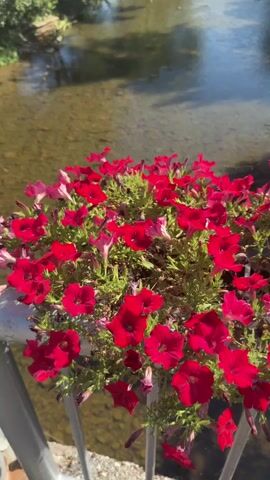 A close-up shot of bright red petunias in a planter box in the foreground, with a river and lush green trees in the background. The sun is shining, casting reflections on the water. The river flows gently, and the trees form a dense canopy. In the distance, a bridge can be seen spanning the river. The scene is peaceful and idyllic.