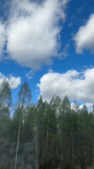 Moving vehicle captures birch forest canopy in Sosnovo, Russia