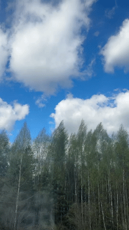 Moving vehicle captures birch forest canopy in Sosnovo, Russia