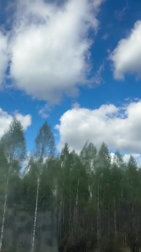 Moving vehicle captures birch forest canopy in Sosnovo, Russia