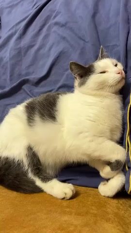 A white cat with gray patches is lying on its side on a blue fabric surface. The cat's eyes are mostly closed, and it appears to be sleepy or resting. Its paws are tucked in, and its body is relaxed. The background is a close-up view of the blue fabric, which has some wrinkles. The lighting suggests an indoor setting.