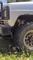 Kittens hanging out around a parked car's wheel well in Bender