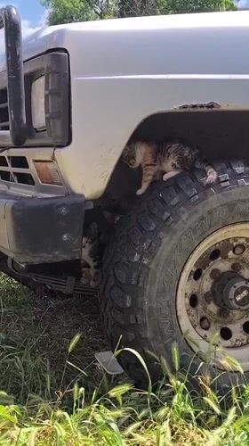 Kittens hanging out around a parked car's wheel well in Bender