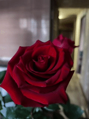 Red roses photographed in close detail in Kryvyi Rih