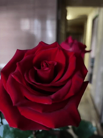 Red roses photographed in close detail in Kryvyi Rih