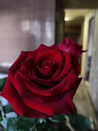 Red roses photographed in close detail in Kryvyi Rih