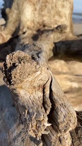 A close-up video showcases the weathered texture of driftwood on a sandy beach. The camera slowly pans across the gnarled wood, revealing intricate details of its grain and the effects of time and elements. The scene then transitions to a wider view of the beach and the calm ocean under a bright blue sky with scattered clouds. Several pieces of driftwood are visible partially submerged in the water near the shore.