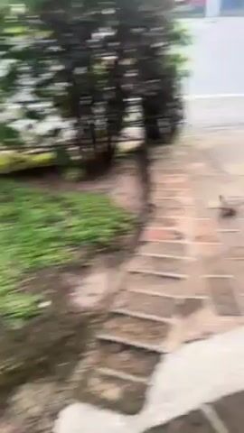 The video shows a brick patio or walkway, with two small brown birds hopping around on the bricks. The patio is next to a sidewalk and street, where some traffic, including a motorcycle, can be seen. There is a bush to the left of the walkway. Part of a wooden table, with a mobile phone sitting on it, is in the foreground. A person's hand appears briefly near the table. The scene appears to be outdoors, with natural lighting.