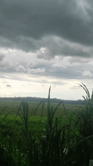 Rural farmland scenes captured in Lhokseumawe, Indonesia morning