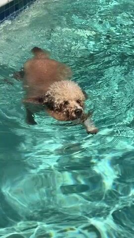 A light brown poodle dog is swimming in a pool. The dog is in the center of the frame, moving from left to right. The water is clear and blue, with sunlight reflecting on the surface. The dog's fur is wet, and its paws are paddling to propel it through the water. The dog's head is above the water, and it appears to be looking forward. The background is out of focus, but it appears to be a poolside area.