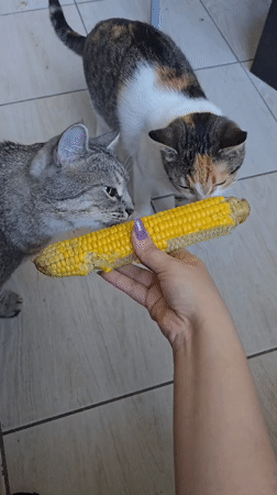 Cats investigate a corn cob in a Rostov apartment