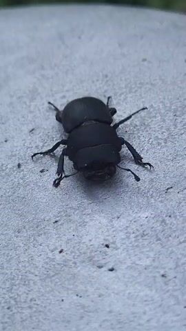 This is a close-up video of a black stag beetle, likely a female, crawling on a textured, light gray surface. The beetle is the sole subject of the video. Its body is segmented and appears shiny. The beetle's legs are visible, as are its antennae and mandibles. The surface it's crawling on has a rough texture with some small dark specks scattered across it. In the background, out of focus, there is a hint of green foliage, suggesting an outdoor setting. The lighting appears to be natural, and there are no indications of the time of day or weather conditions. The video is brief, showing the beetle moving slowly and deliberately. No text is visible in the media file. The location context provided is Tetianivka, Ukraine.