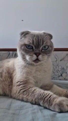 A Scottish Fold cat with grey and white fur and blue eyes is lying on a bed with a blue-grey duvet. The cat is looking directly at the camera with a slightly disgruntled expression. A person's hand enters the frame from the right and reaches towards the cat's face. The cat then begins to gently bite and chew on the person's fingers. The background appears to be a wall with a subtle pattern and the edge of a wooden headboard.