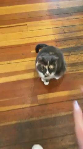 A person pets a calico cat on a wooden floor. The cat has a dark gray head with splotches of orange and white, a white chest, and a green bow tie. The floor is made of wooden planks. The person's hand is visible, and they are gently petting the cat on its head. The cat appears calm and relaxed. The person is wearing a black scrunchie on their wrist. The cat’s eyes are squinting. The camera angle is overhead and close to the cat.