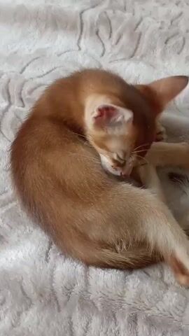 The video features a close-up of a young, ginger kitten curled up on a soft, textured, light-colored blanket. The kitten is actively grooming itself, licking its fur. Its eyes are mostly closed, suggesting a state of relaxation or contentment. The lighting is soft, indicating it could be daytime indoors. The background is a blurred pattern on the blanket, creating a cozy and intimate setting. There is no visible text in the media file.