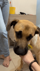 Spring morning scenes captured in Irkutsk: flowers, pets, children
