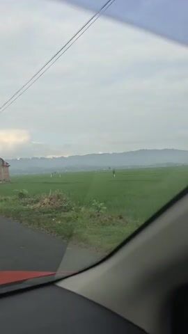 A view from inside a red car as it drives along a narrow road. To the right of the road is a brick building with a greenish gray roof. Beyond the building is a vast, green rice field stretching to a hazy mountain range in the distance. Power lines run overhead. Another car, silver, passes by on the left. The sky is overcast.