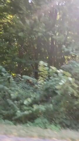 The video shows a blur of green foliage and trees, indicating movement. The sun is shining through the leaves, creating dappled light. The ground below is a light brown color, possibly dirt or gravel. It appears to be a scenic drive through a wooded area.