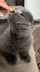 Relaxed British Shorthair gets petted in a cozy Russian home