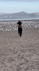 Woman runs toward seagull flock on Arica beach