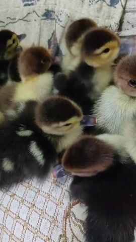 A close-up video shows a group of several ducklings nestled together on a patterned fabric surface. The ducklings have a mix of dark brown, black, and yellow/cream colored downy feathers. Their beaks are visible, some appearing dark gray and others lighter. The ducklings are very close together, with some facing towards the camera and others turned away. The lighting appears to be ambient and the fabric surface has a woven texture with a diamond pattern. The video is short and consists of a few seconds of footage.