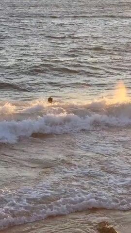 A person swims in the ocean as waves crash. The sun is setting, casting a warm glow on the water.