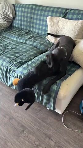 A black dog is lying on a green and blue checkered couch, with its body draped over a long black stuffed animal. The dog is biting the stuffed animal and appears to be playing with it. The stuffed animal is lying across the dog's body. The couch is on a wooden floor. There are white pillows on the couch. The dog has a silver collar on.