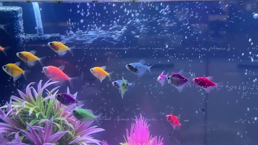 A school of small, brightly colored fish swim in an aquarium. The fish are various shades of pink, orange, yellow, green, blue, and purple. They are swimming in a loosely organized group, with some fish in the front and others trailing behind. In the foreground, there are two artificial plants, one with green leaves and purple stems, and another with bright pink leaves. Bubbles are rising from the bottom of the tank, creating a shimmering effect in the water. The background is dark blue, suggesting the lighting in the aquarium. There is a dark, textured object on the left side of the tank, possibly a filter or decoration.