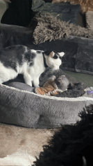 Two cats interact in living room in Konz