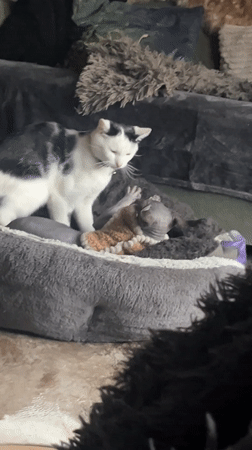 Two cats interact in living room in Konz