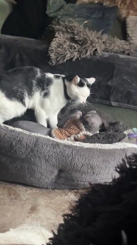 Two cats interact in living room in Konz