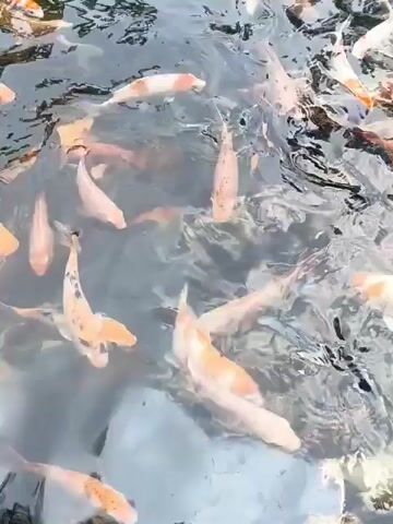 The video shows a close-up, overhead view of a pond filled with numerous koi fish. The water is murky, and the fish, varying in shades of orange, white, and black, are actively swimming and appear to be feeding. In the bottom left corner of the frame, a person's hand is visible, reaching into the water, likely interacting with the fish. The surface of the water is disturbed by the fish's movements and the ripples created by the hand.